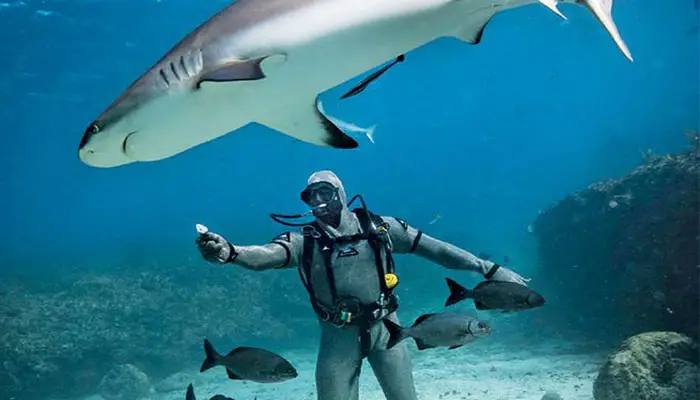 underwater welding shark attacks
